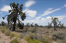 Joshua Tree NP